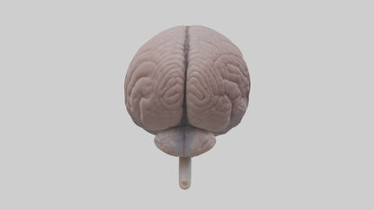 3D model Falcon Brain VR / AR / low-poly