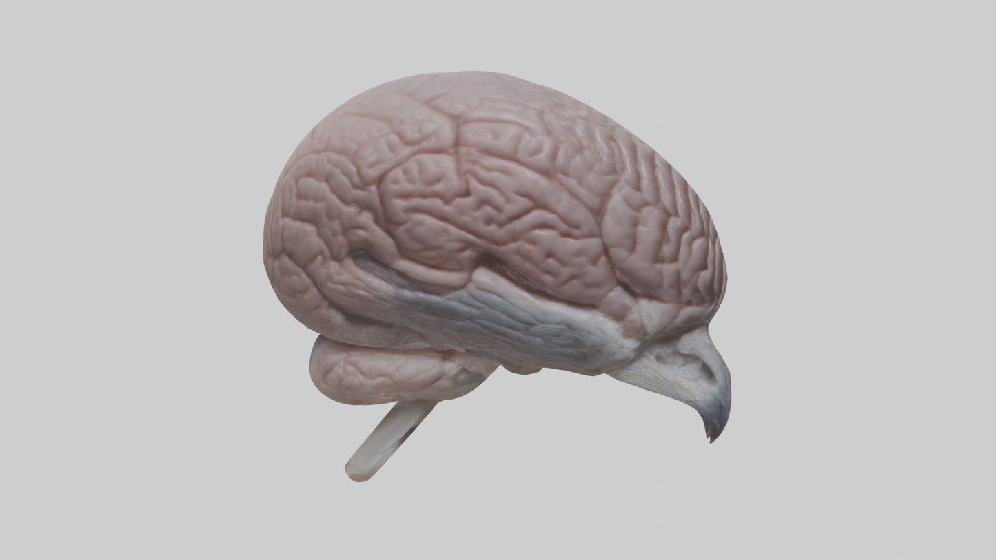 3D model Falcon Brain VR / AR / low-poly