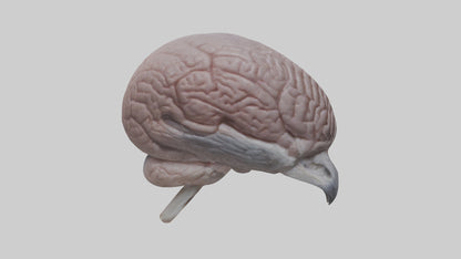 3D model Falcon Brain VR / AR / low-poly