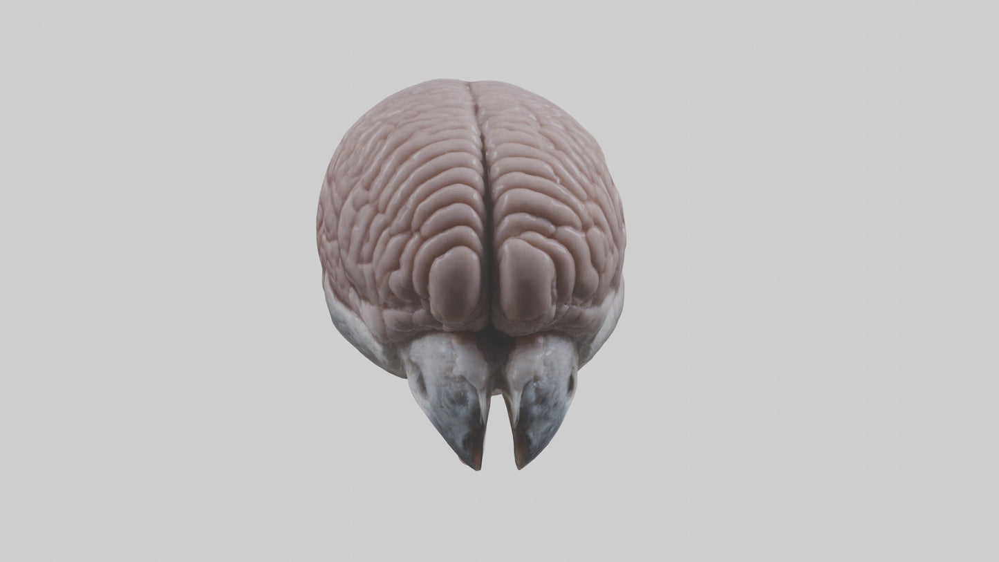 3D model Falcon Brain VR / AR / low-poly