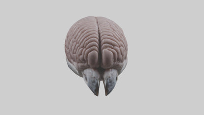 3D model Falcon Brain VR / AR / low-poly