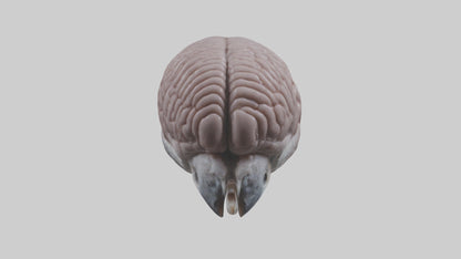 3D model Falcon Brain VR / AR / low-poly
