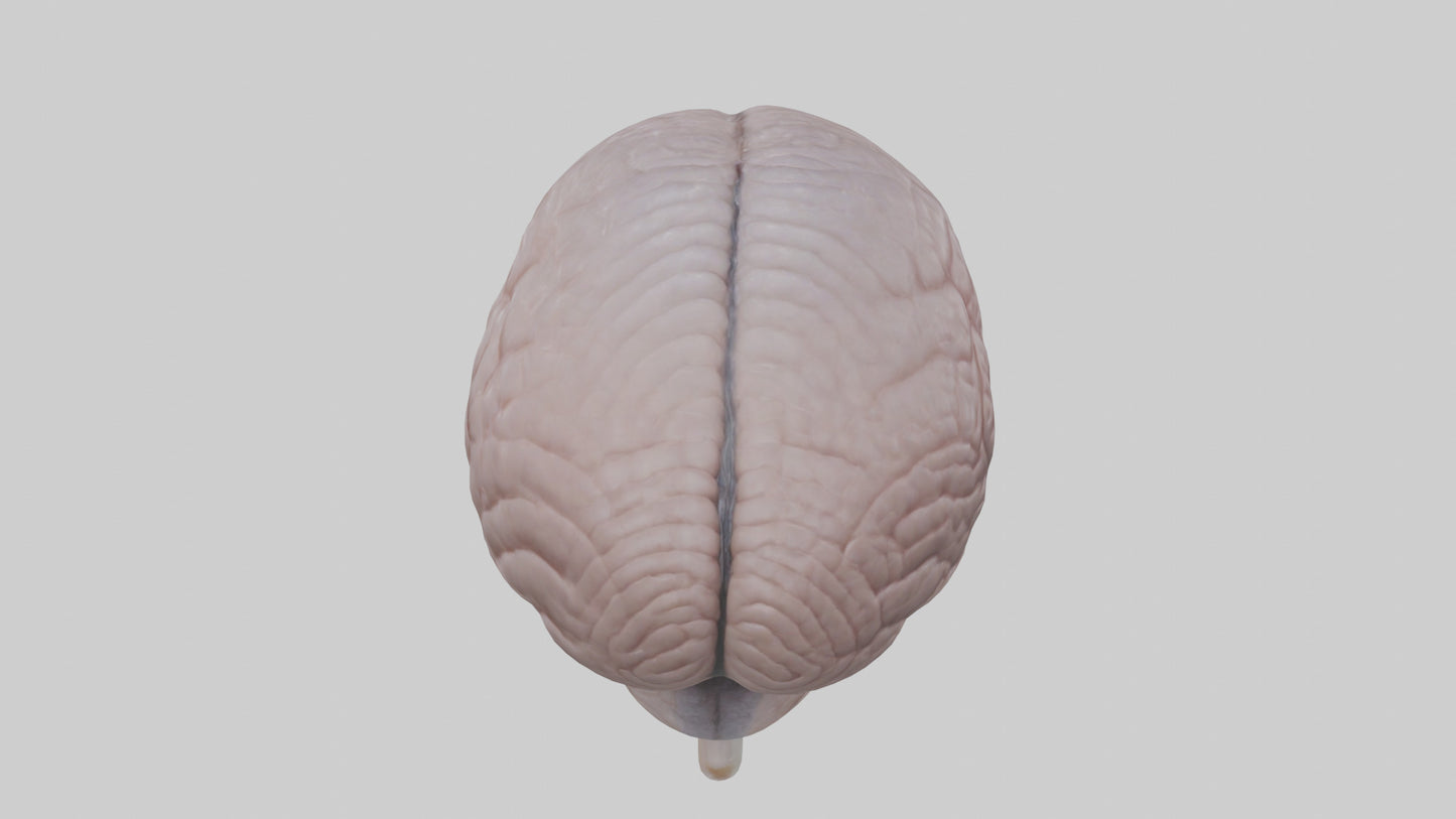 3D model Falcon Brain VR / AR / low-poly