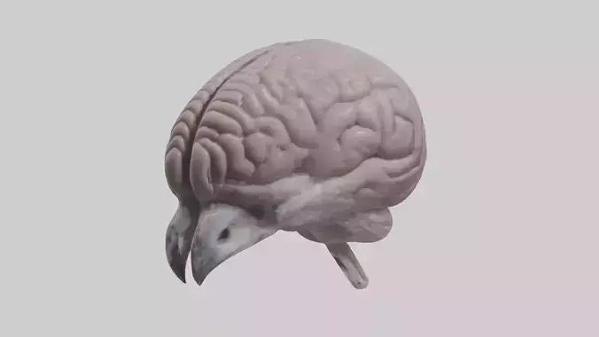 3D model Falcon Brain VR / AR / low-poly
