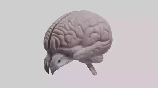 3D model Falcon Brain VR / AR / low-poly