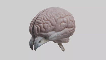 3D model Falcon Brain VR / AR / low-poly