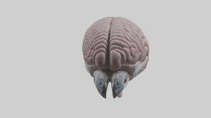 3D model Falcon Brain VR / AR / low-poly