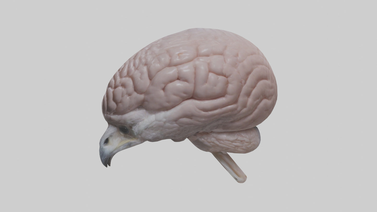 3D model Falcon Brain VR / AR / low-poly