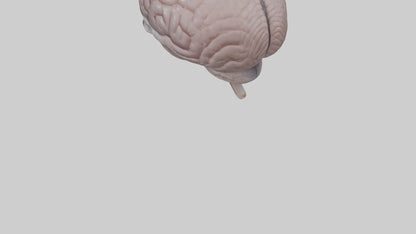 3D model Falcon Brain VR / AR / low-poly