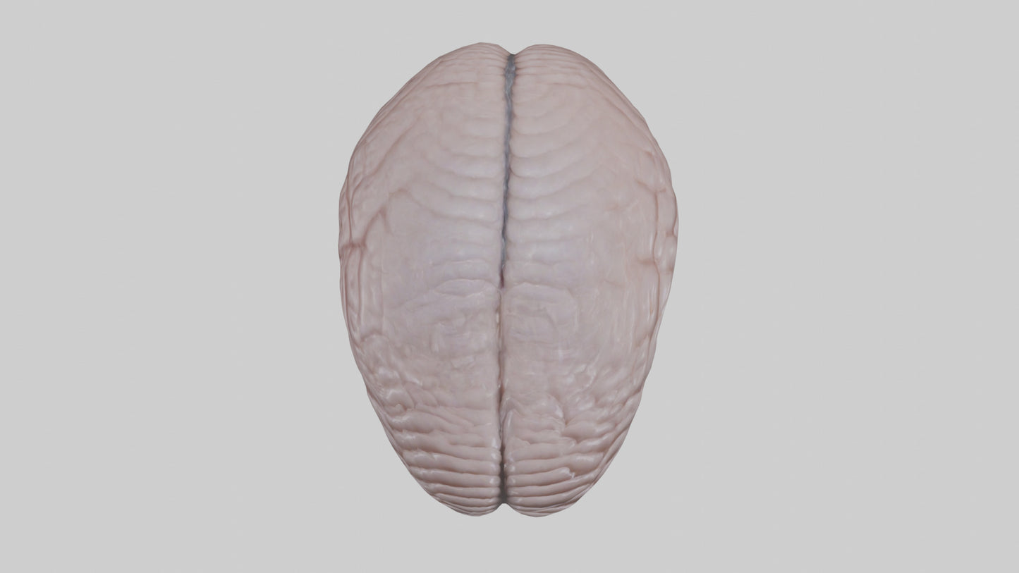 3D model Falcon Brain VR / AR / low-poly