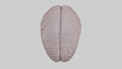 3D model Falcon Brain VR / AR / low-poly