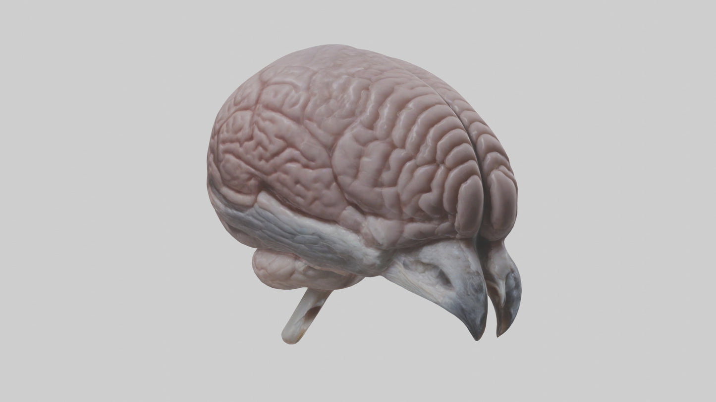 3D model Falcon Brain VR / AR / low-poly