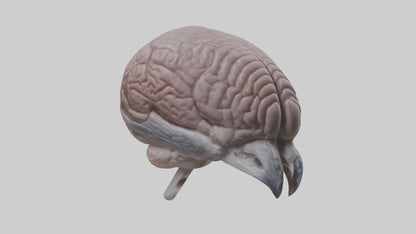 3D model Falcon Brain VR / AR / low-poly
