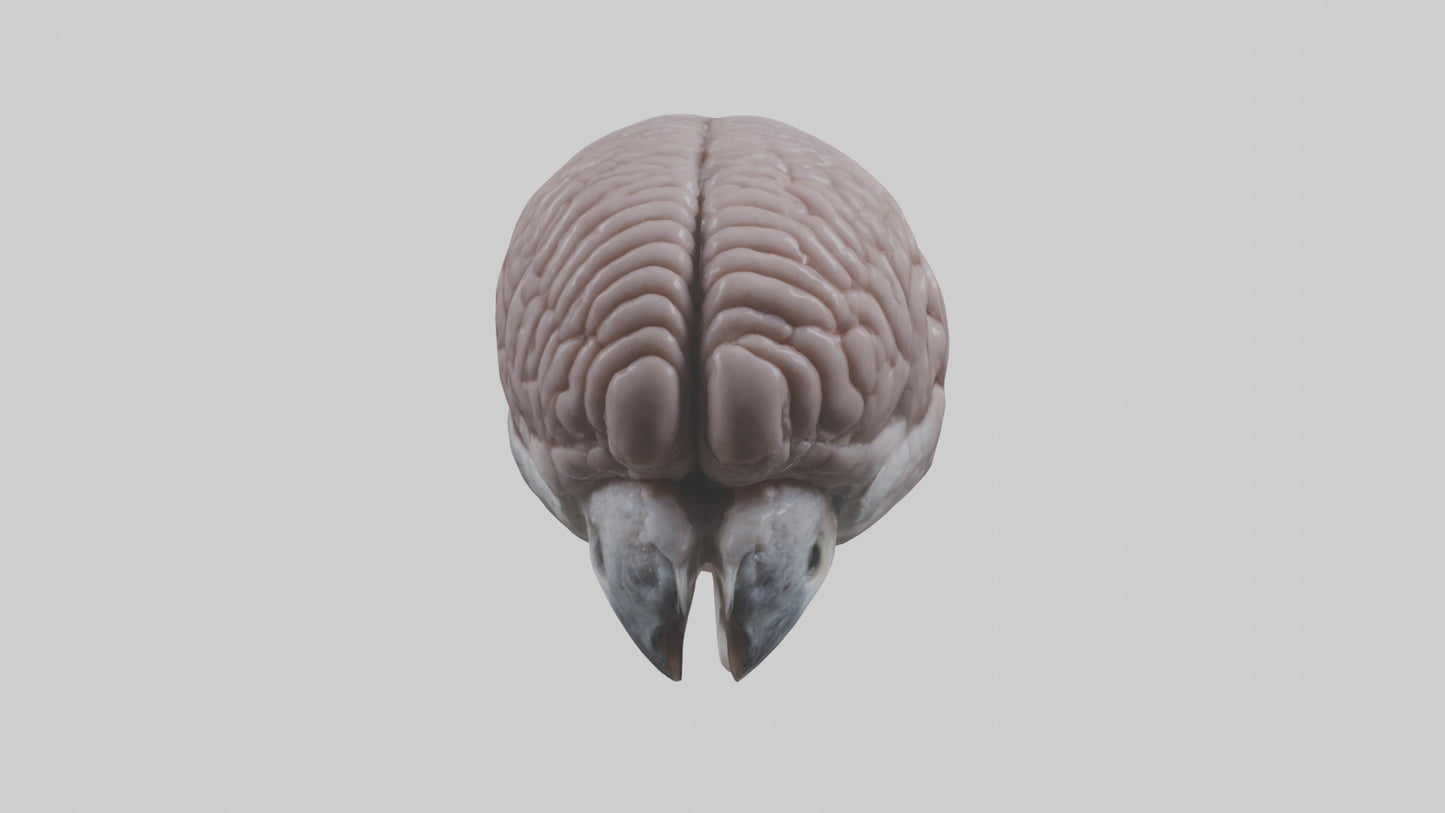 3D model Falcon Brain VR / AR / low-poly