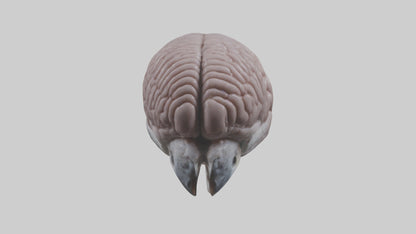 3D model Falcon Brain VR / AR / low-poly