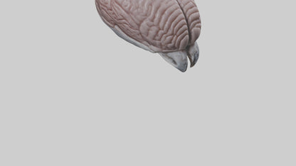 3D model Falcon Brain VR / AR / low-poly