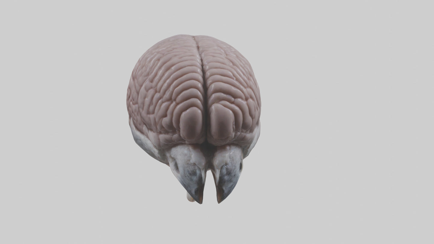 3D model Falcon Brain VR / AR / low-poly