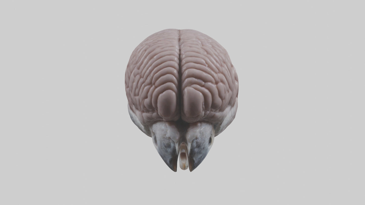 3D model Falcon Brain VR / AR / low-poly
