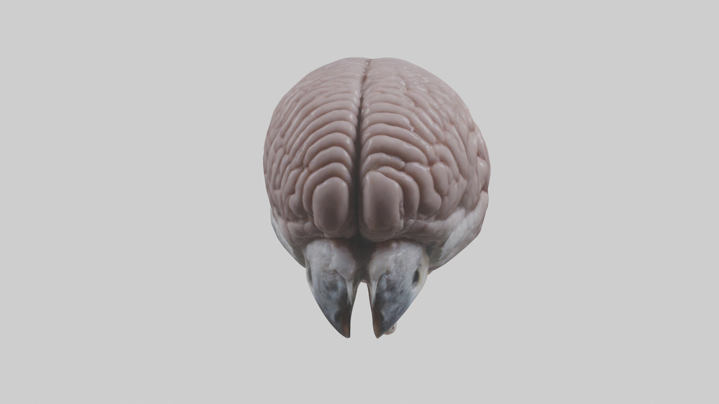 3D model Falcon Brain VR / AR / low-poly