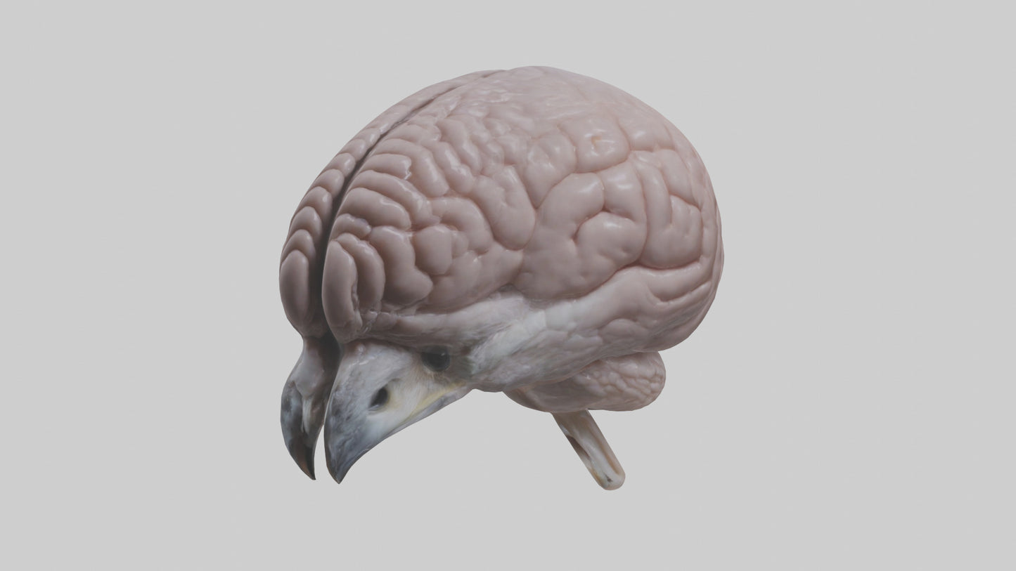3D model Falcon Brain VR / AR / low-poly