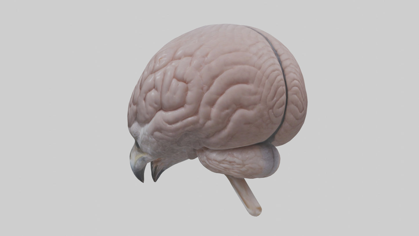 3D model Falcon Brain VR / AR / low-poly