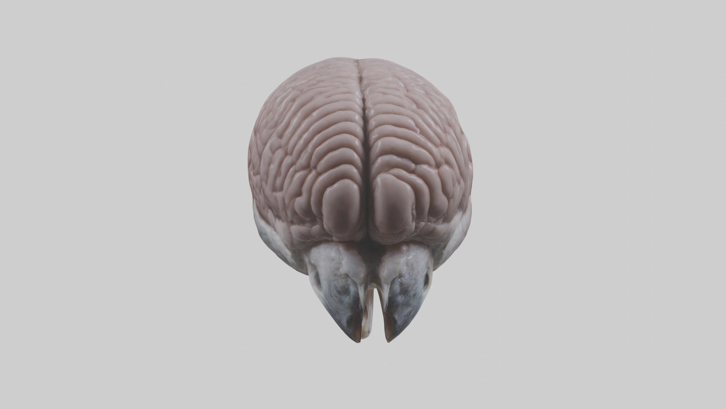 3D model Falcon Brain VR / AR / low-poly
