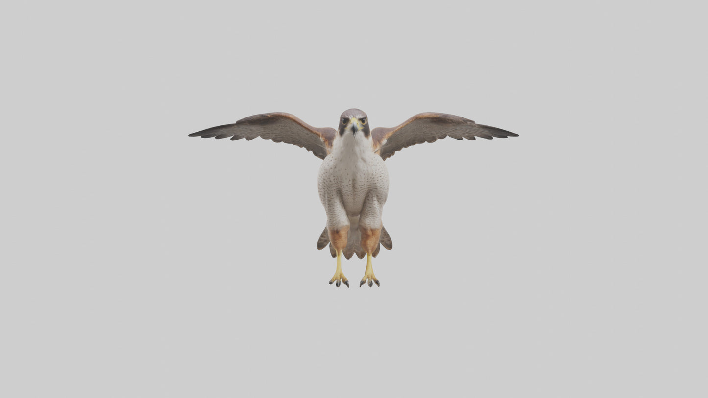 Falcon Digestive System 3D model