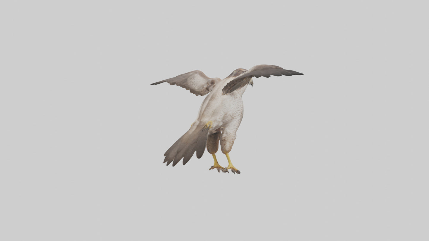 Falcon Digestive System 3D model