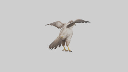 Falcon Digestive System 3D model