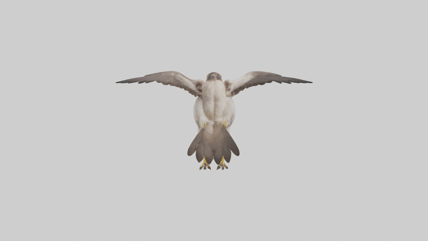 Falcon Digestive System 3D model