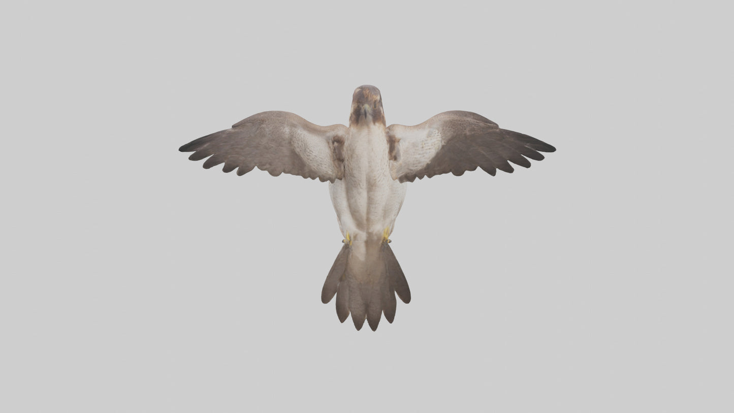 Falcon Digestive System 3D model