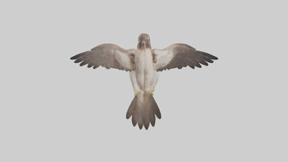 Falcon Digestive System 3D model