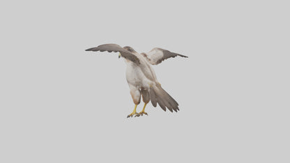 Falcon Digestive System 3D model