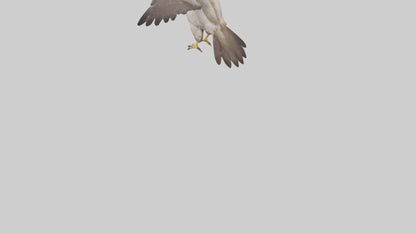 Falcon Digestive System 3D model