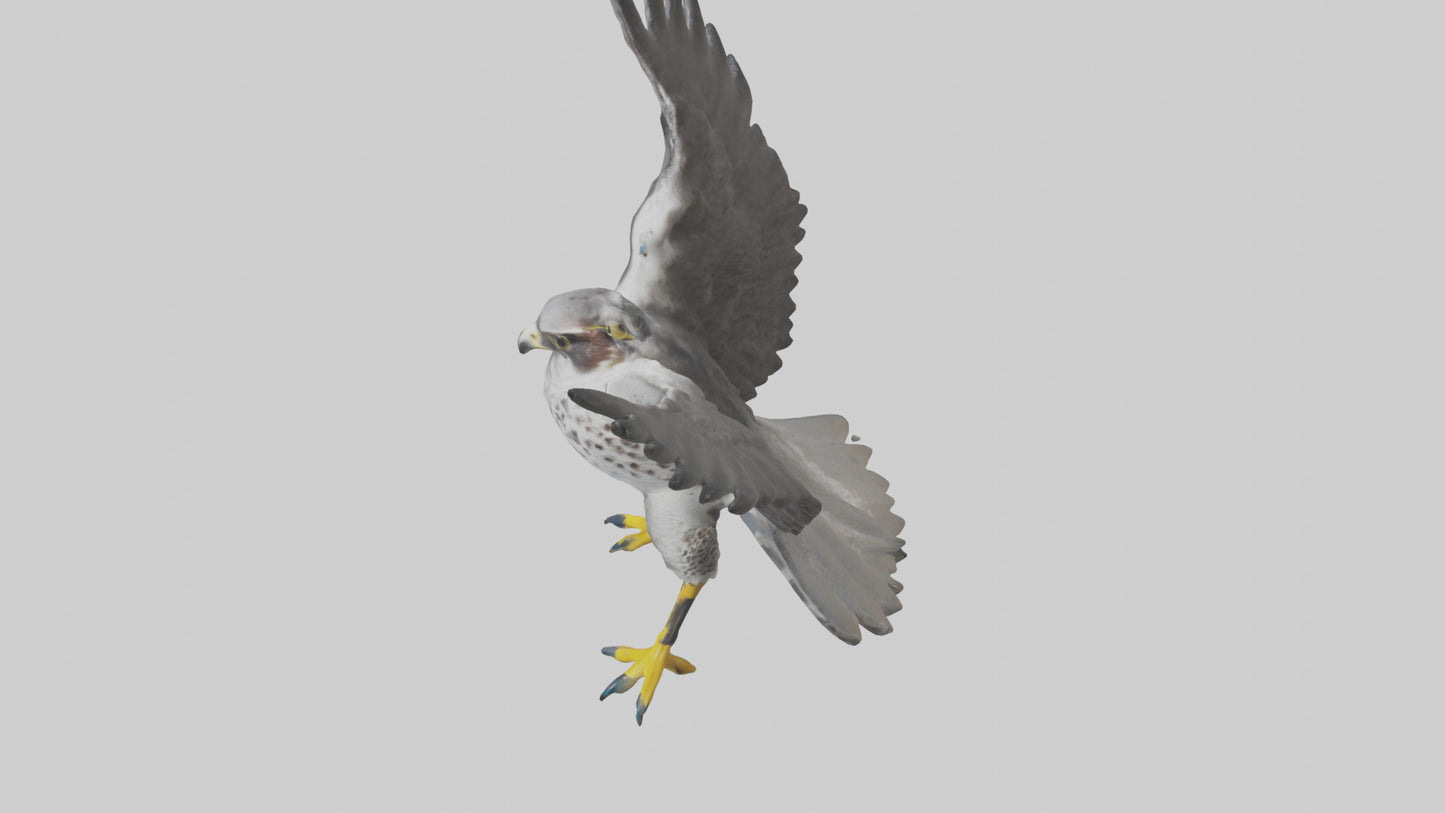 Falcon diving model 3D model