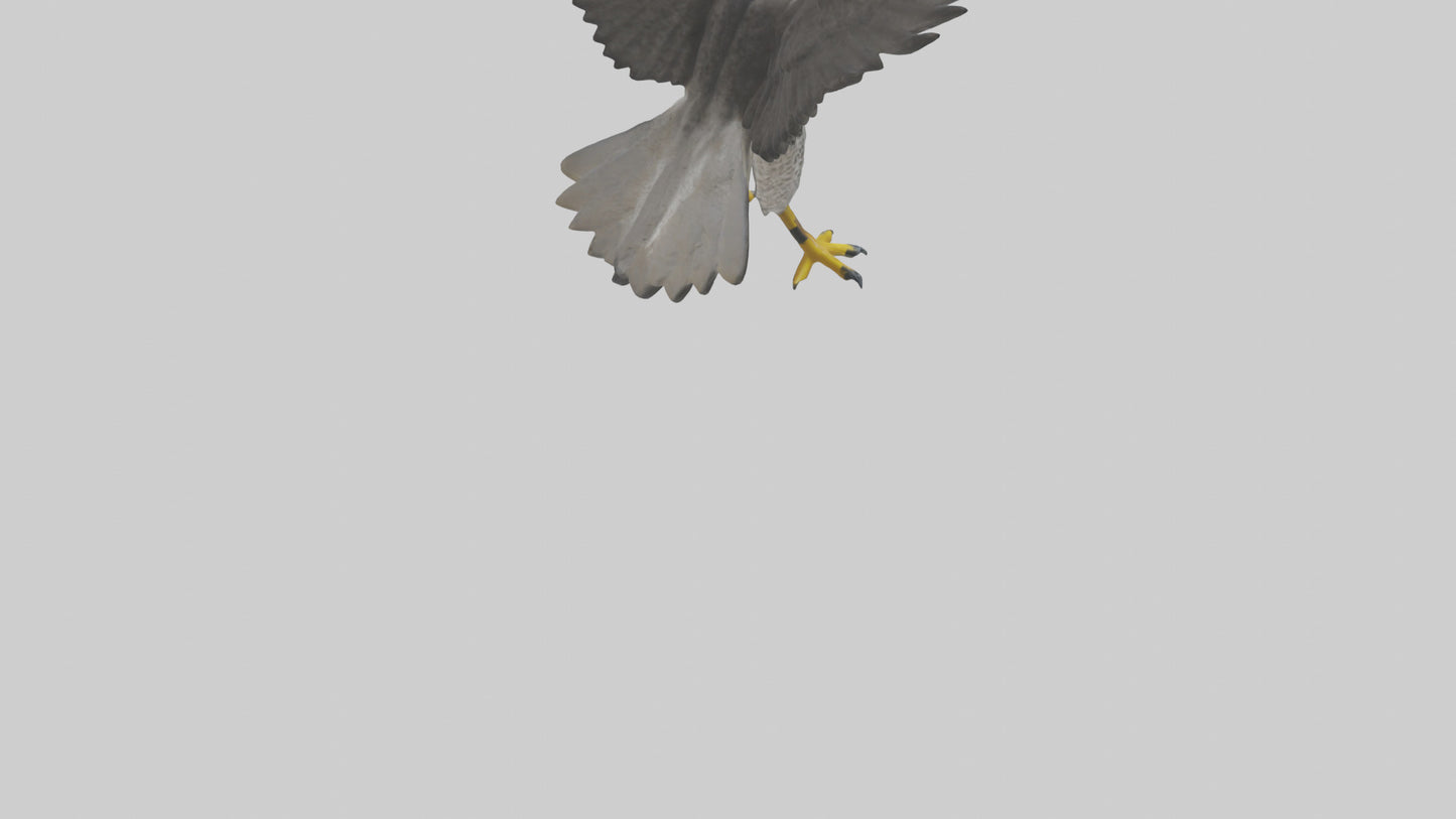 Falcon diving model 3D model