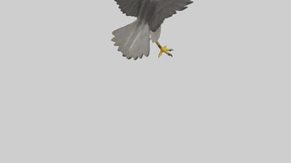 Falcon diving model 3D model