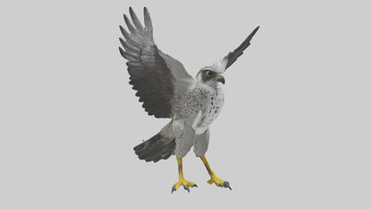 Falcon diving model 3D model