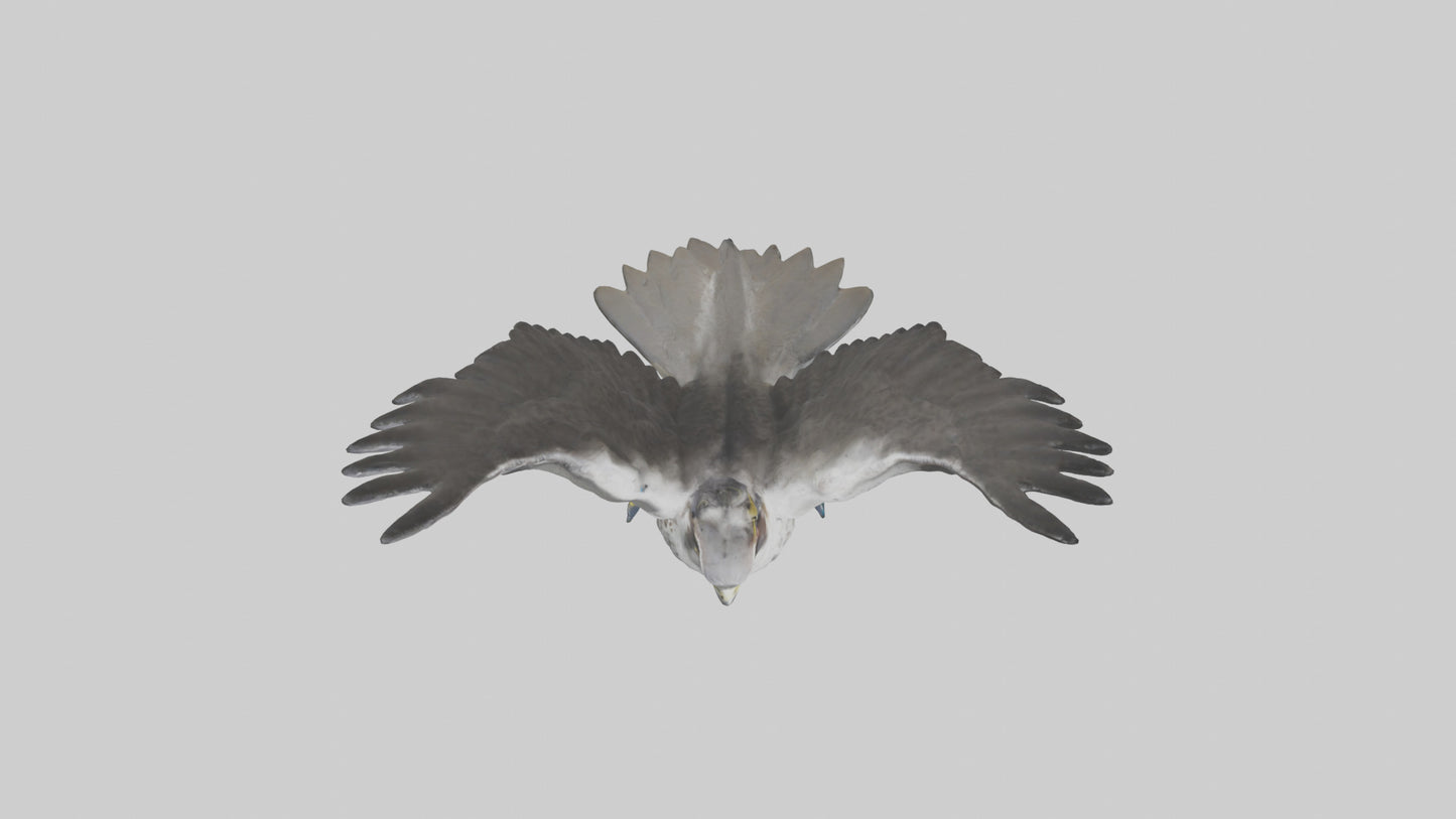 Falcon diving model 3D model