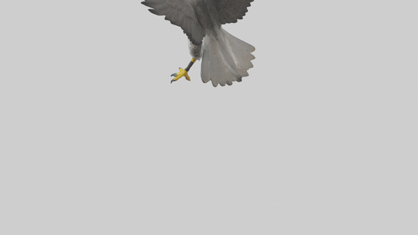 Falcon diving model 3D model