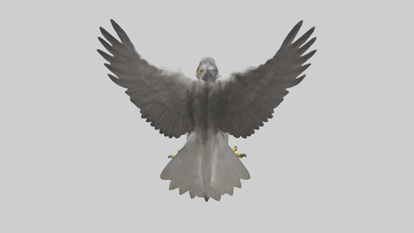 Falcon diving model 3D model