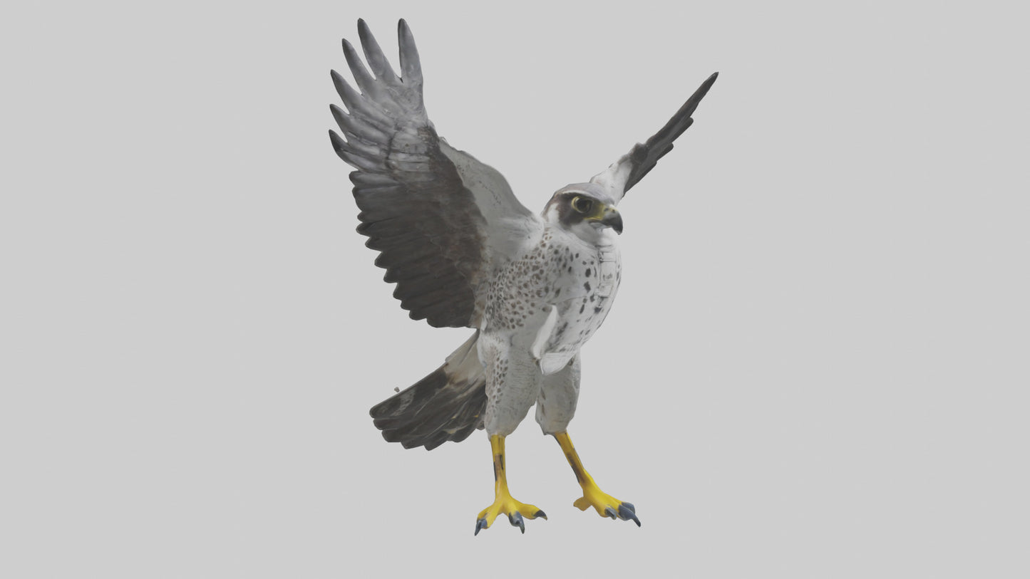 Falcon diving model 3D model
