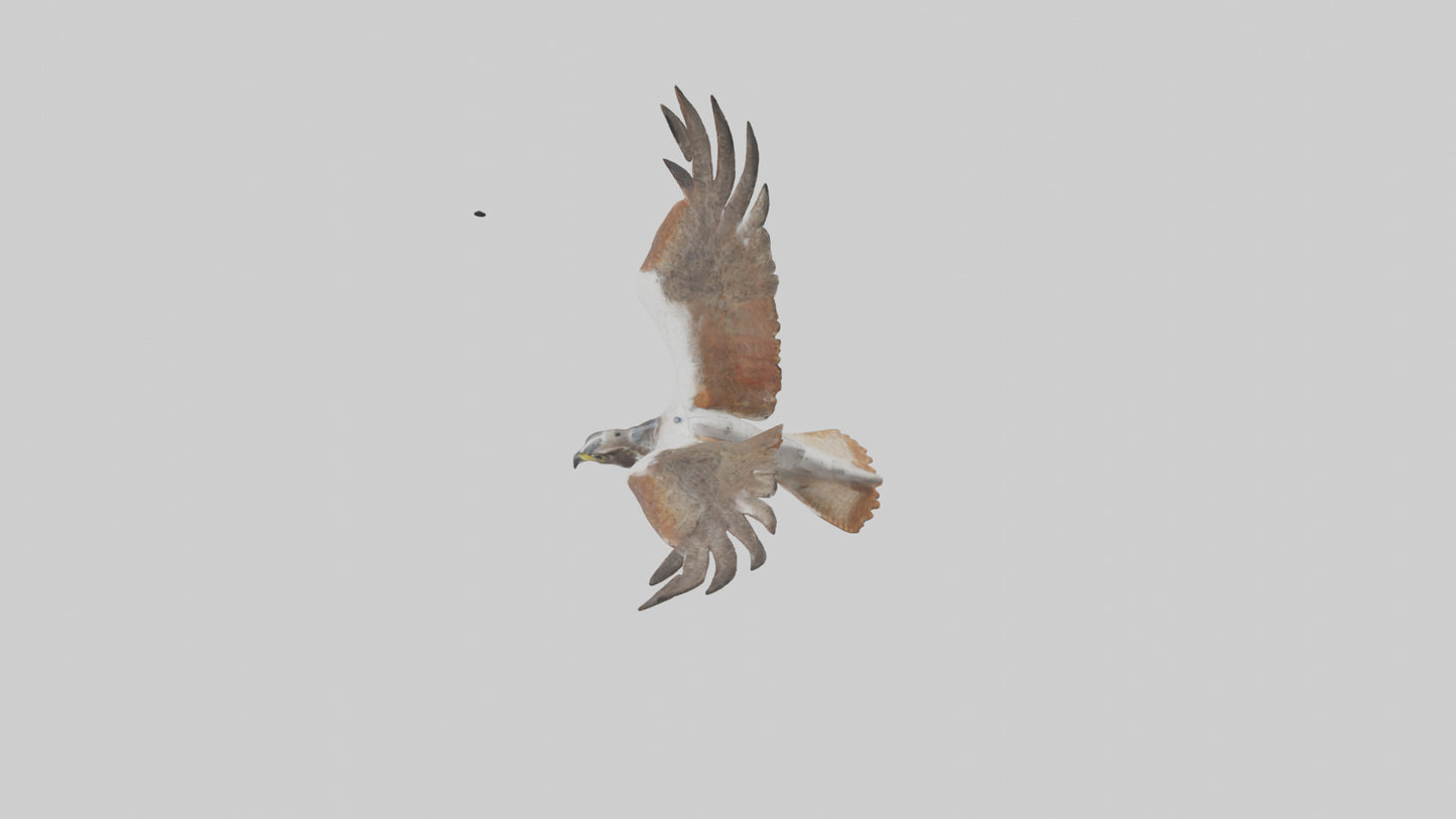 Falcon flying model 3D model