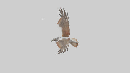 Falcon flying model 3D model