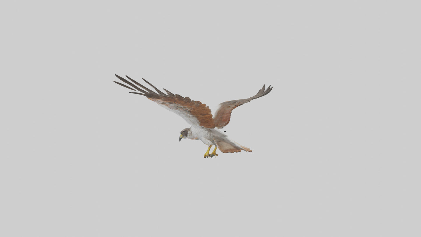 Falcon flying model 3D model