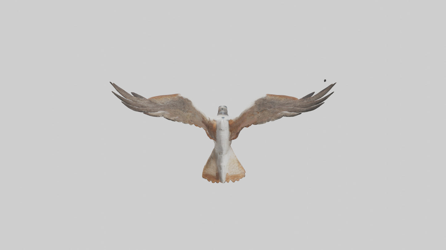 Falcon flying model 3D model
