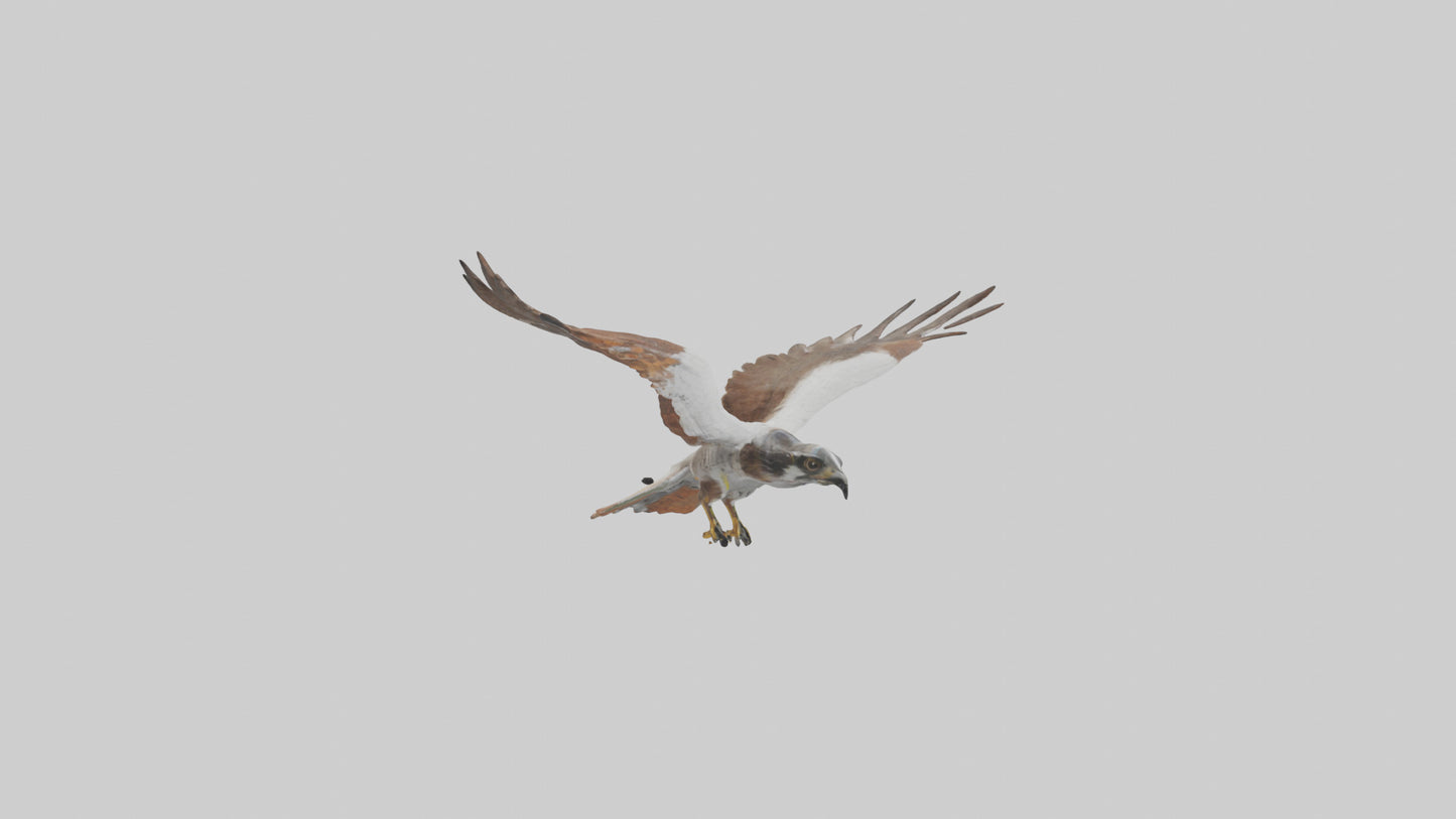 Falcon flying model 3D model