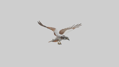Falcon flying model 3D model