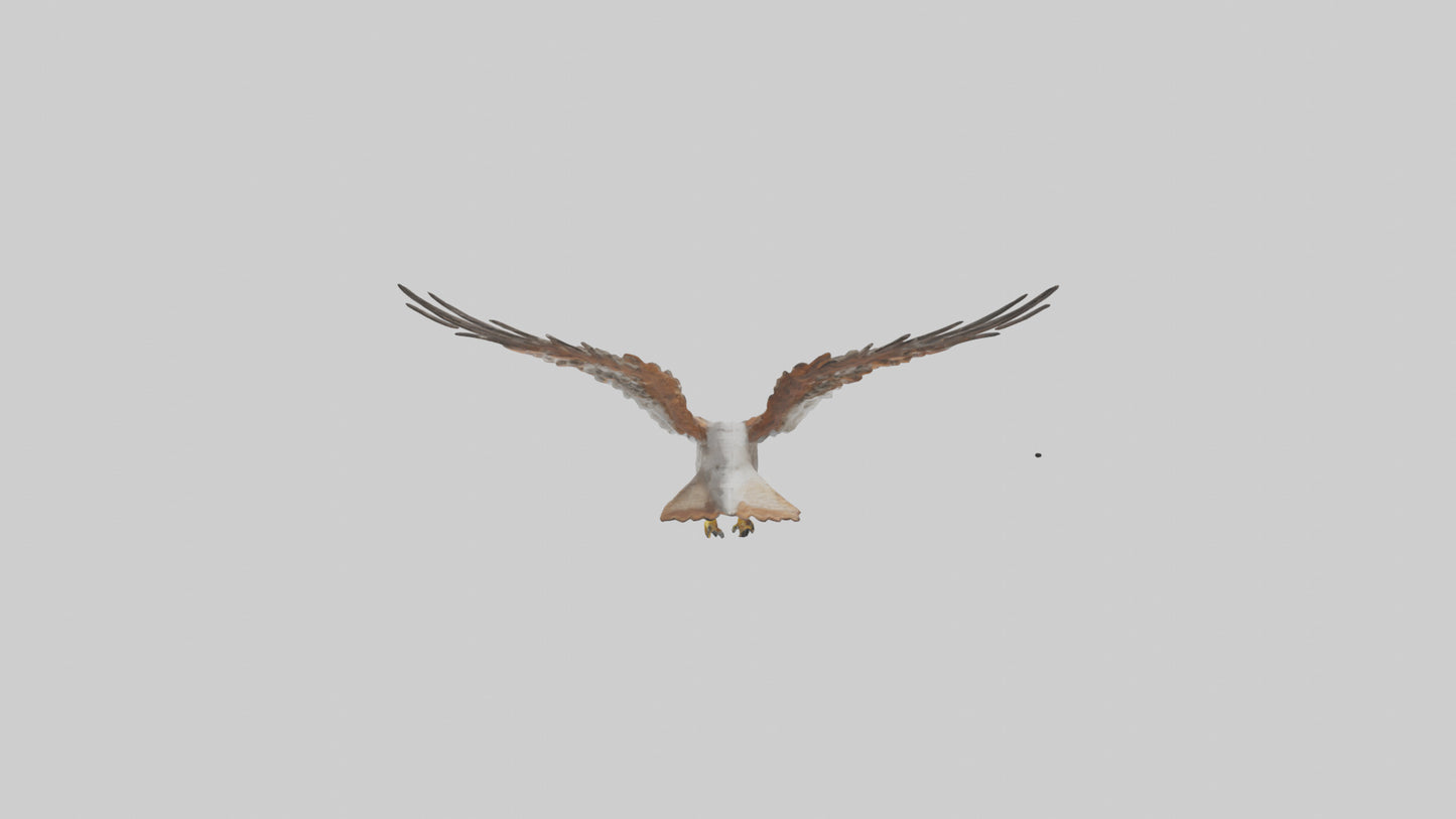 Falcon flying model 3D model