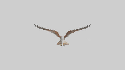 Falcon flying model 3D model